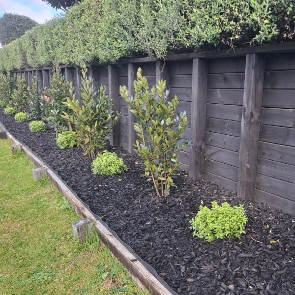 black garden bark in a garden in Tauranga