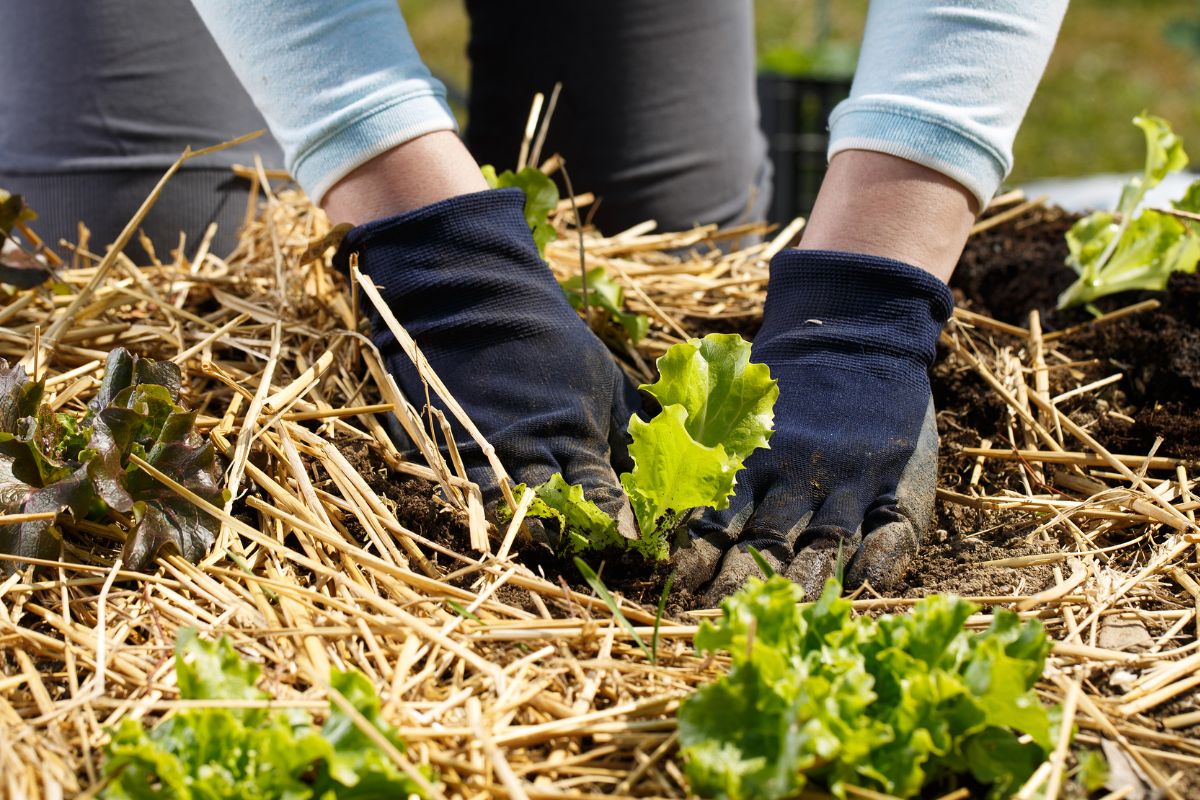 bays filled with compost and bulk mulch for delivery tauranga