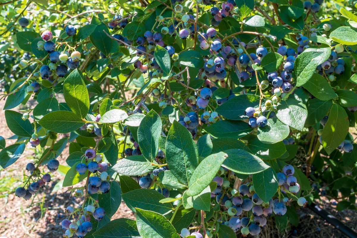 blueberry plants love peat based potting soil in Tauranga