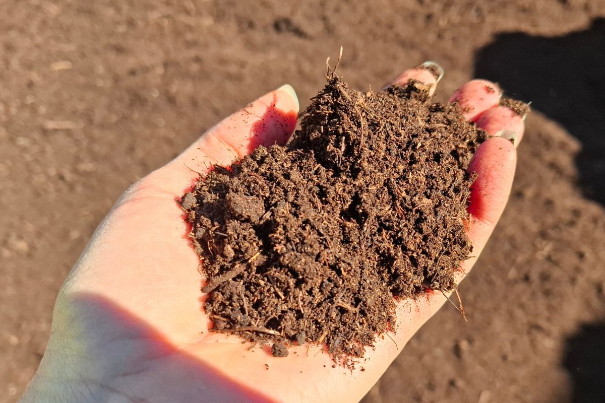 hand holding spagnum moss peat used in our bulk potting mix Tauranga