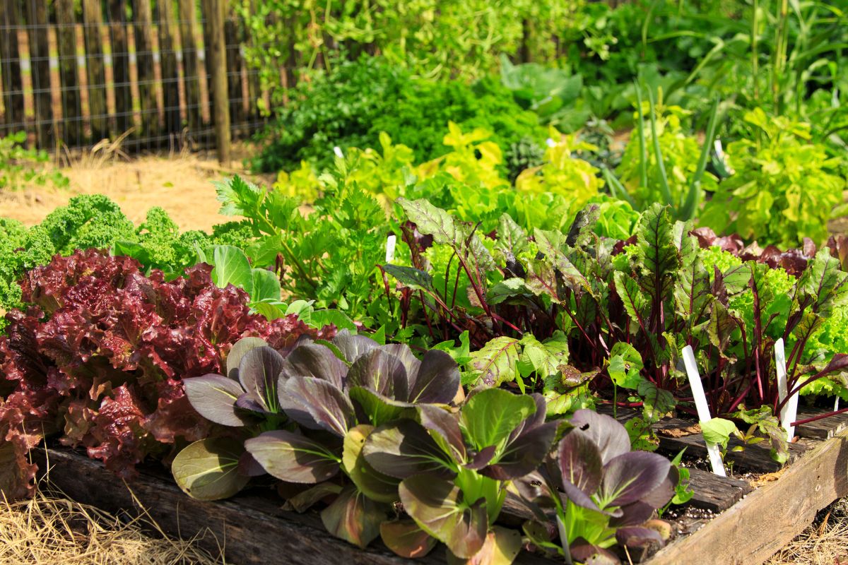 adding bulk compost to your vegetable garden is the secret to a thriving garden
