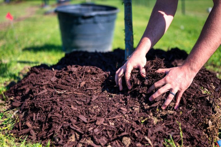 mulching the base of fruit trees minimises weeds