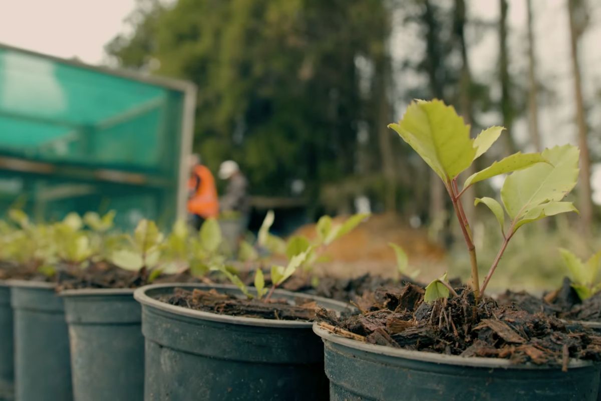 closeup of native plants in bulk potting mix delivery