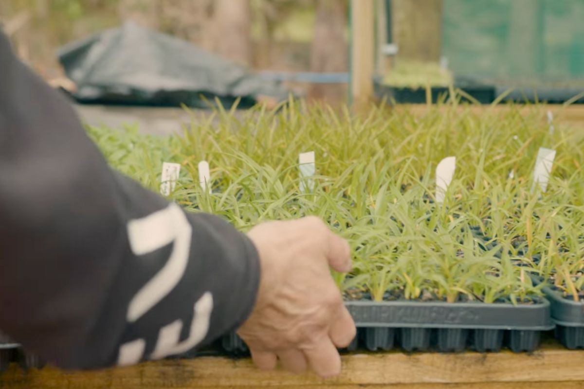 natives in a nursery planted in seedling trays with bulk potting mix