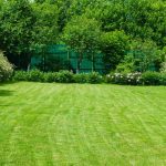 handful of lawn seeds for lawn mix