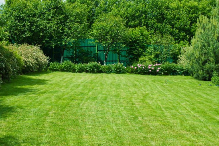 handful of lawn seeds for lawn mix