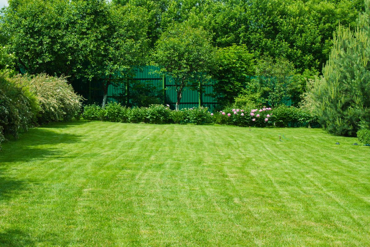 handful of lawn seeds for lawn mix