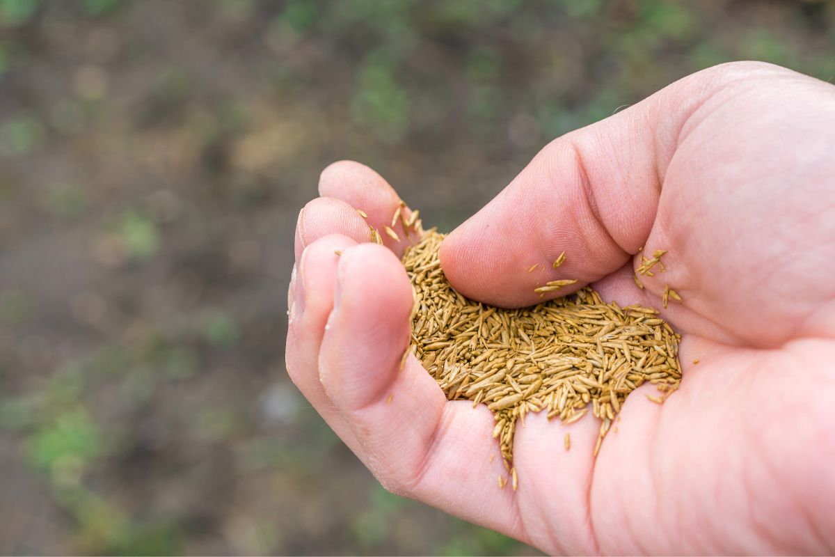 handful of lawn seeds for lawn mix