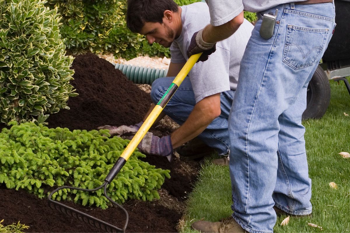 two guys spreading garden supplies in a garden bed