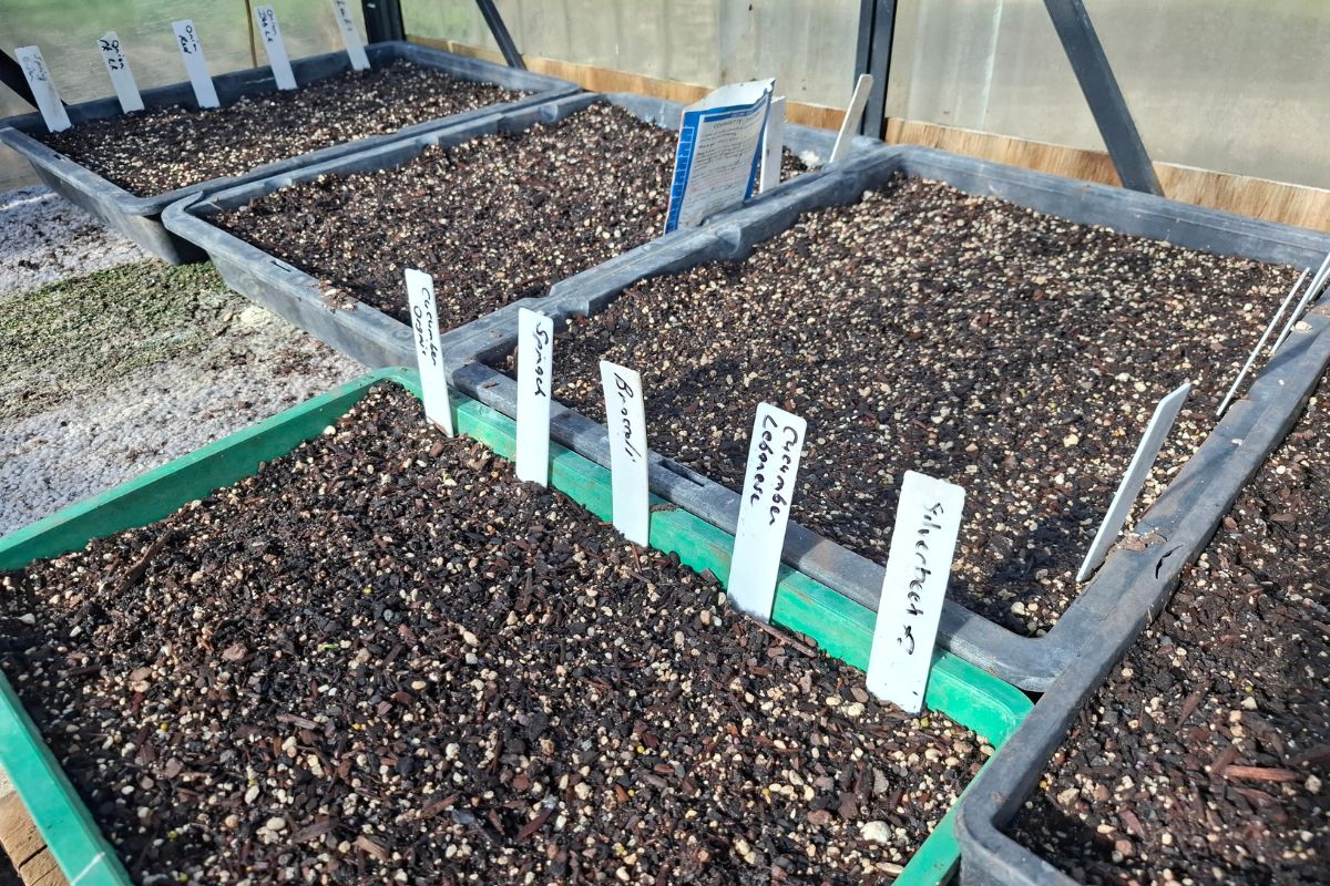 trays of gammans seed raising mix growing seeds in a greenhouse