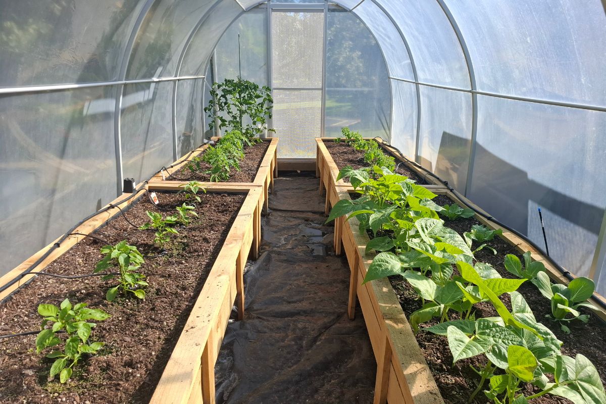 vegetables growing in a greenhouse in potting soil and compost